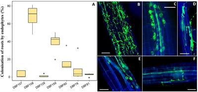 Natural Fungal Endophytes From Noccaea caerulescens Mediate Neutral to Positive Effects on Plant Biomass, Mineral Nutrition and Zn Phytoextraction